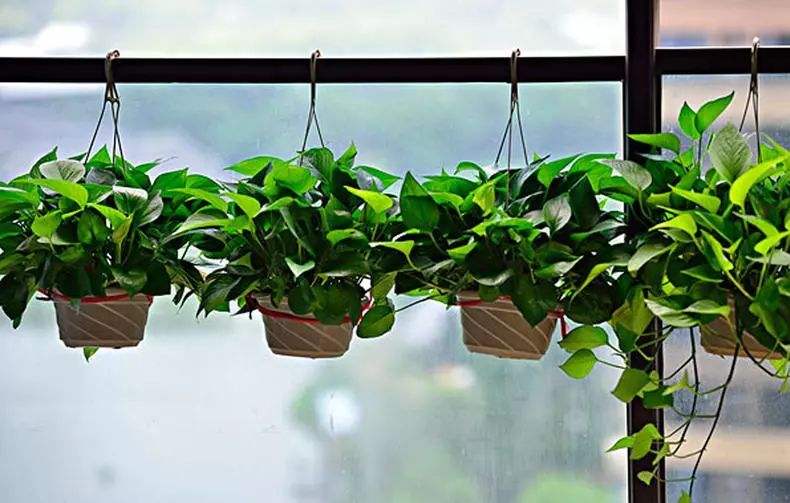 適合擺在家里的綠植有哪些？來看看你放對了嗎？
